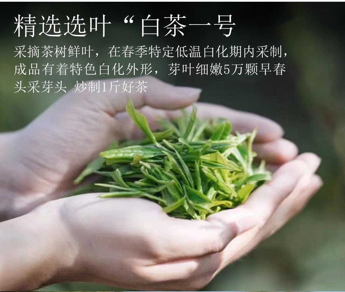 图像 1657.jpeg
